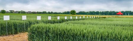 New varieties of grain crops, selection and research programs, increased yields, stronger agronomic characteristics and better resistance to disease, productivity, manufacturability.の写真素材