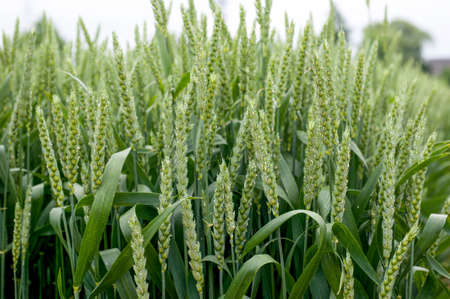demo plots of cereals with pointers flags, new varieties in winter wheatの写真素材
