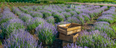 wooden boxes with blooming lavender closeup on a field backgroundの写真素材