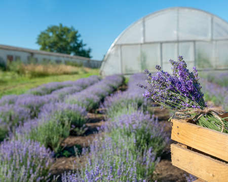 bouquets, knitting of lavander in wooden box,の写真素材