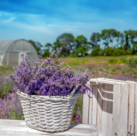 white basket, wooden boxes with blooming lavender closeup on a field backgroundの写真素材