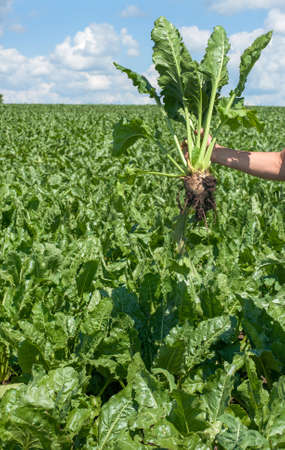 sugar beet in human hand on field backgroundの写真素材