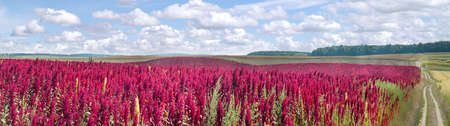 beautiful red amaranth flower in a field under a blue sky with cloudsの写真素材