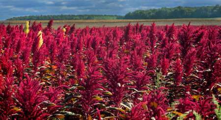 amaranth red plants field on background of distant green forest under cloudy dark blue sky, agriculture, harvest and farming concept.の写真素材
