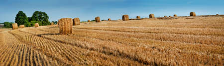 panoramic view of Yellow straw bales of hay in the stubble field at summertime