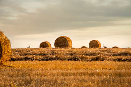 field with straw bales and storks silhouette on the background of the evening skyの写真素材