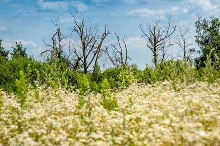 white flowers meadow and silhouettes of dry trees in the backgroundの写真素材