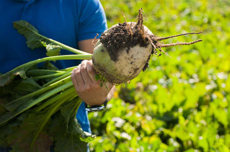 sugar beet in human hand on field background