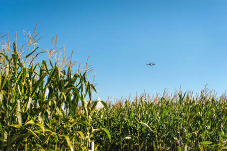 Flying drone above cornfield. concept drone survey in agriculture