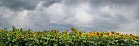 panorama of sunflower field and sky before thunderstormの写真素材