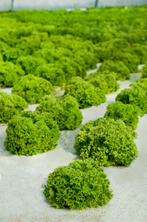Rows of lettuce bushes close up in a greenhouse