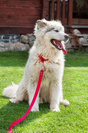 Alaskan white Malamute breed puppy on a grassの写真素材