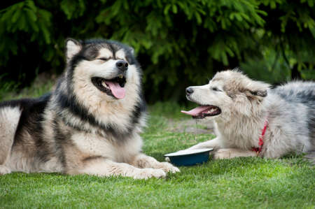 Large and small Alaskan Malamute near a bowl of water ,, watering canの写真素材