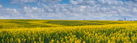 Panoramic view of the rapeseed yellow field wave with blue sky and village on the horizon