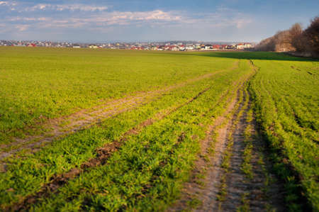 green field of winter wheat with traces of agricultural machinery, early spring sprouts and a city on the horizonの写真素材