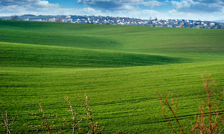 Green spring wavy fields of wheat crops, wavy, with lines of rural rural landscape.の写真素材
