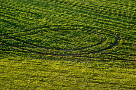 Wheel tracks on a green field of winter cropsの写真素材