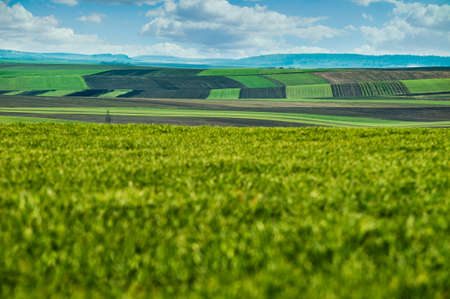 panorama of patchwork plots of land from the side of a green field of winter wheat in early spring