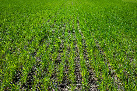 rows of green young grass, the concept of agriculture, planted wheat or rye field