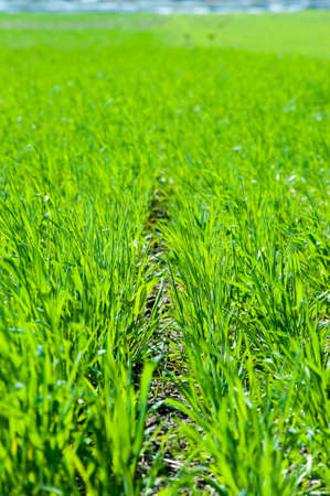 green wheat sprouts grown at the spring seasonの写真素材