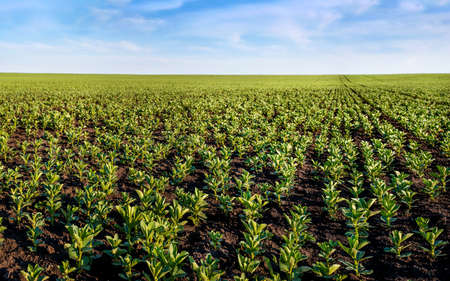 close up of growing beans in spring under blue sky with cloudsの写真素材