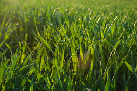 Agriculture background with green wheat plants close up in a field of contours with sunlight.