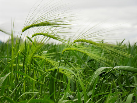 Dewdrops on a spikelet. Wheat field in a rainy morning.の写真素材