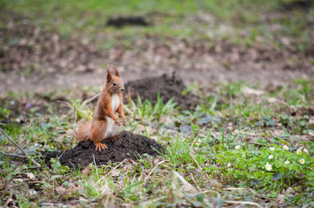 Curious squirrel in the city park at springの写真素材