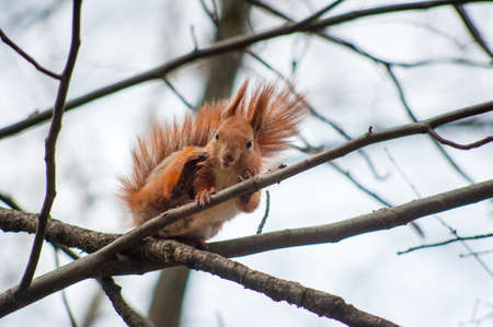 squirrel sitting on tree branches, gnawing a nut in the park, bottom viewの写真素材