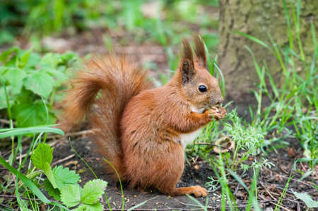 young squirrel with a fluffy tail sits in the grass and eats a nut