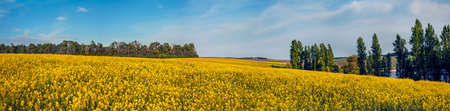 panoramic view of big yellow rapeseed field with blue sky near pondの写真素材