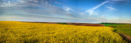 panoramic view of a nearby rapeseed field plowed and greenの写真素材