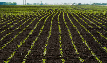 rows of sprouts of sugar beet leaves in the fieldの写真素材