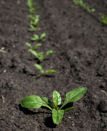 top view closeup of a row of sugar beet sproutsの写真素材