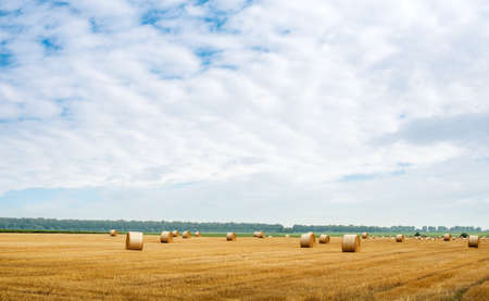 field with straw in bales roll and stubble and beautiful skyの写真素材