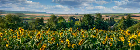 panoramic view of field withminiature sunflowers and rural landscapes behind