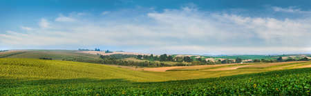 Panoramic view of waves of agricultural land with fields of sunflower, cereals and cornの写真素材