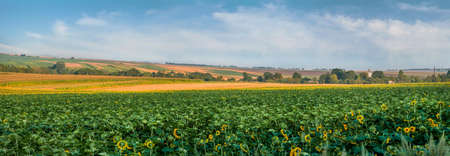panoramic view of field of miniature sunflowers and rural landscapes behindの写真素材