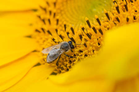 Closeup bees on a sunflower, collecting pollen