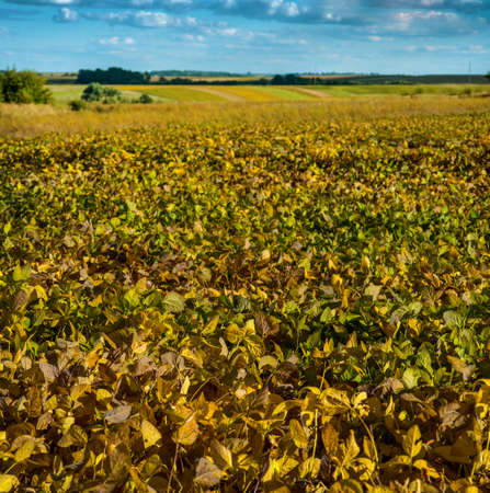 soybean field ripens, yellowed leaves and landscapes on the horizonの写真素材