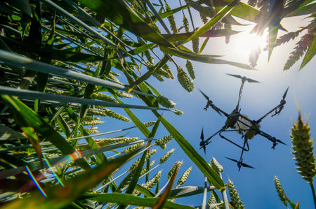A sprayer drone flies over a wheatfield. Smart farming