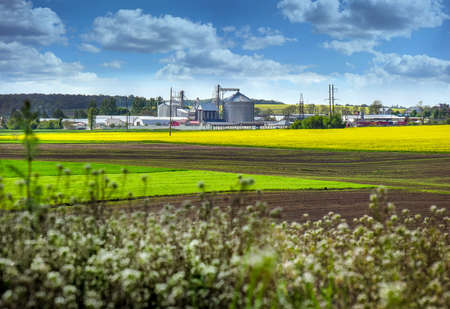 Spring rapeseed and winter wheat fields and steel grain tanks for grain storage and dryingの写真素材