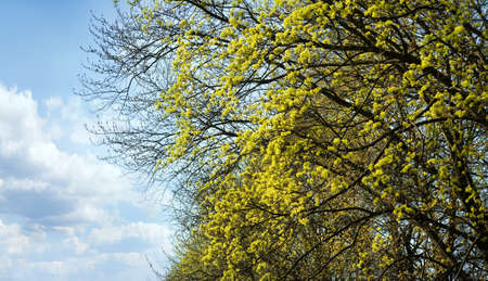 View up on young maple leaves in early spring and sky