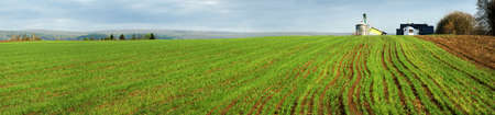 rows of green young wheat on the hill and elevator on the horizon, agriculture concept