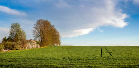 panoramic view of green field of winter wheat with traces, blooming trees at springの写真素材