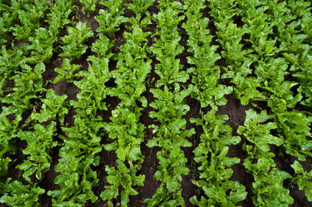 sugar beet leaves from above, close up, inspection of plants