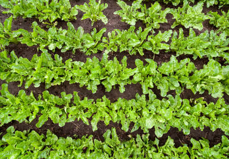 sugar beet leaves from above, close up, inspection of plants