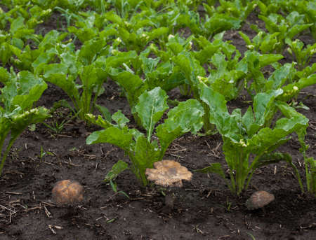 fresh sugar beet leaves in spring and mushrooms fungal, fungicides