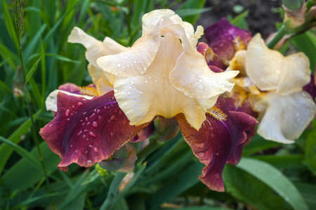 creamy, cherry iris varieta with selective focus, close up