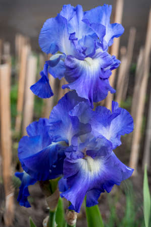 close up of blue-purple iris flowers, beautiful background for screensaver
